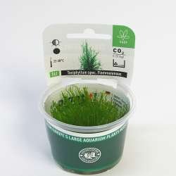 Dennerle Plant It Invitro Live Aquarium Plant - Taxiphyllum Flame Moss