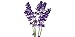 Piping Rock Lavender 100% Pure Essential Oil 1/2 oz (15 ml) Dropper Bottle Therapeutic Gradethumb 1