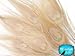 5 Pieces - Ivory Bleached Peacock Tail Eye Feathers 10-12