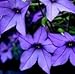 Nicotiana - Perfume Blue - 50 Seeds