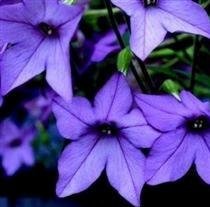 Nicotiana - Perfume Blue - 50 Seeds Nicotiana - Perfume Blue - 50 Seeds