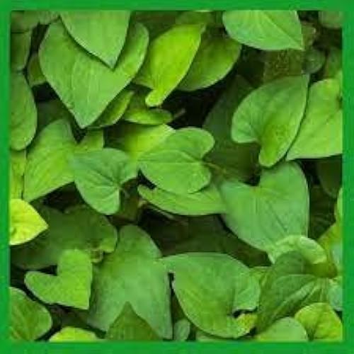 elfbar elfa master akku The Health Benefits of Houttuynia Cordata You Should Know main image 0