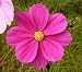 The Dirty Gardener Cosmos Bipinnatus Cosmos Wildflowers - .5 Pounds