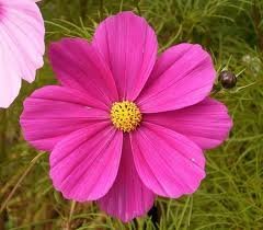 The Dirty Gardener Cosmos Bipinnatus Cosmos Wildflowers - .5 Pounds The Dirty Gardener Cosmos Bipinnatus Cosmos Wildflowers - .5 Pounds