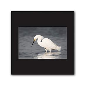 signwin Framed Canvas Wall Art A Bird Standing...
