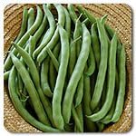 Organic Non-GMOKentucky Wonder Pole Bean - OPEN-POLLINATED - Garden Vegetable Seed for Planting (price includes shipping)