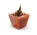 48 2oz. Plastic Clear Square Stylish Mini Dessert Cups, 2oz Shot Plastic Glasses,