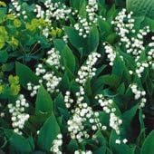 30 Lily of The Valley-pips,Plants