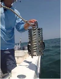 Offshore de bajura Deep Sea pesca   Primer híbrido anzuelo chummer & Chunker   fabricado en los Estados Unidos 100  acero inoxidable   CCT Pro 100 por Capitán Sacrificio Tackle