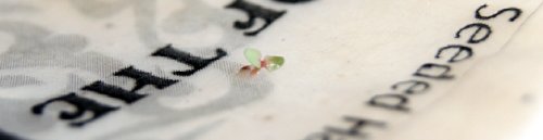Seed Embedded Recycled Lotka Invitation Paper DIY Kit of 25 Natural Rustic