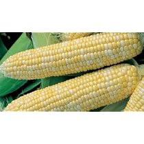 thumbnail image 2 of Chapin 8701B Garden Push Seeder Planter – With 6 Interchangeable Seed Plates (Up To 20 Seed Varieties) 2 of 4