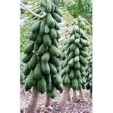 SeedsDirect's Dwarf Carica Papaya Seeds - 10 Pack
