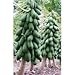 SeedsDirect's Dwarf Carica Papaya Seeds - 10 Pack