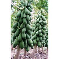 SeedsDirect's Dwarf Carica Papaya Seeds - 10 Pack