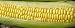The Dirty Gardener Hybrid Bodacious Sweet Corn, 1 Pound