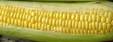 The Dirty Gardener Hybrid Bodacious Sweet Corn, 1 Pound The Dirty Gardener Hybrid Bodacious Sweet Corn, 1 Pound