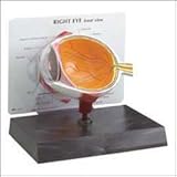 Cutaway Eye Model With Key Card