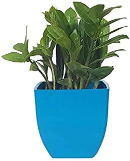 JS STOCKS ZZ Indoor Air Purifying Plant with Pot