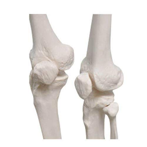 KS Professional - Mr. Hanks Human Anatomy Skeleton Life Full Size Model 6 ft. Tall with Stand. Perfect for Medical Professionals, Students, Teachers, Educators, Classroom . All Parts are Adjustable.