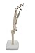 Hand and Wrist Skeleton Model,Kouber Human Anatomical Model,Life-Size,3