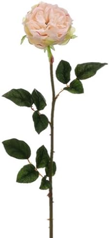 Amazon Co Jp 30 英語ローズスプレーソフトピーチ パックof 12 Home Kitchen