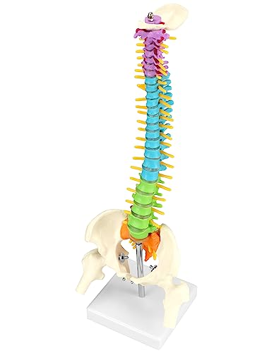 QWORK Flexible Human Spine Model with Spinal Nerves Pelvis and Thighs, Vertebral Column Anatomical Model for Medical Learning Researching Display, 45 cm / 18