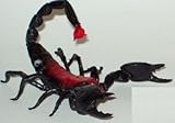 Phil Seltzer Scorpion-Lifelike Rubber Replica 6