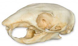Amazon.com: Chipmunk Skull (Teaching Quality Replica): Industrial