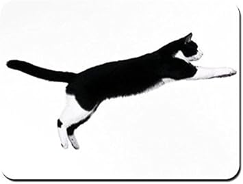 black cat jumping