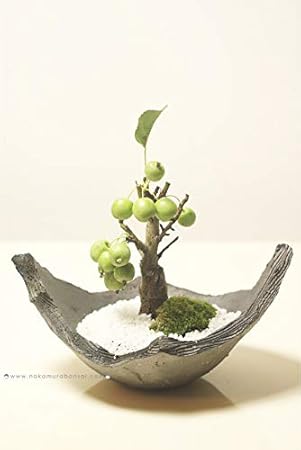 Amazon 送料無料 限定品 姫リンゴ盆栽 イブシカワラ鉢 ヒメリンゴ盆栽お ギフトプレゼントに 盆栽