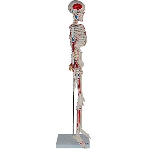 ZQDL 85CM Human Skeleton Model with The Half-Muscle Coloring Point Spine Nerve Medical Teaching Equipment - Thumbnail 3