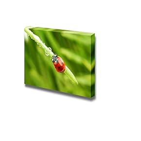 Canvas Prints Wall Art - Ladybug on Grass and Water Drops | Modern Wall Decor/Home Art Stretched Gallery Canvas Wraps Giclee Print & Ready to Hang - 12" x 18"