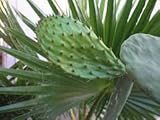 Prickly Pear Cactus Pads