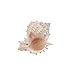 Pink Murex Seashell 4