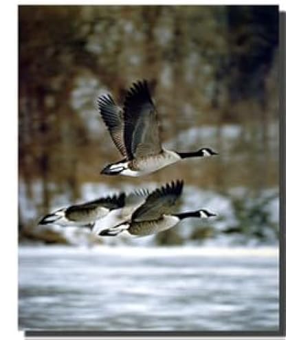 Amazon.com: Lifting To The North by Ken Zylla 14.5x20 Canadian