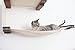 CatastrophiCreations Cat Mod Double Decker Wall-Mounted Hammock Lounger Shelving for Cats