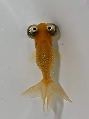 Amazon 頂天眼 赤 ヒレクセ有 生体 オリジナル 観賞魚 水中生物 通販