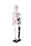 Nanoblock Human Skeleton Building Kit
