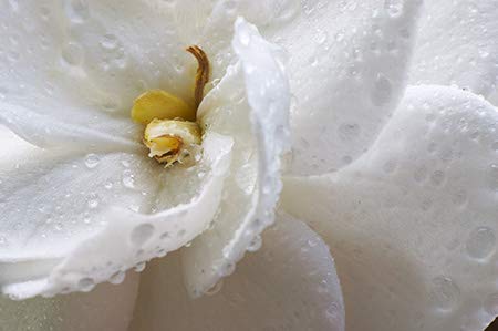 crafts-n-more-store Gardenia Candle/Soap Fragrance Oil 1oz