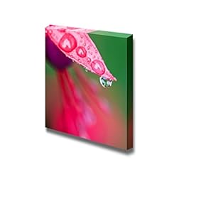 Canvas Prints Wall Art - Close-Up of Raindrops on a Red Fuchsia Flower | Modern Wall Decor/Home Decoration Stretched Gallery Canvas Wrap Giclee Print & Ready to Hang - 12" x 12"