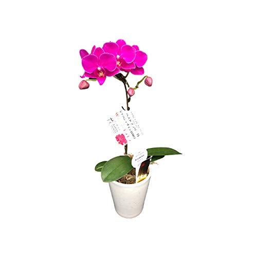 ミディ胡蝶蘭 ピンク テーブル胡蝶蘭 1本立 陶器鉢3号 HanaMarche（ハナマルシェ）商品画像