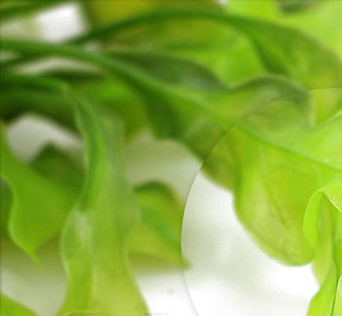 image for Bekith 2 Pack Fish Tank Decoration Aquarium Decor Ornament Plastic Art