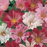 200 COSMOS SEA SHELLS SEASHELLS Cosmos Bipinnatus Flower Seeds