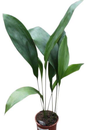 Image result for aspidistra images