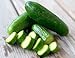 30seeds ORGANICALLY GROWN Persian Beit Alpha Cucumber Seeds Heirloom NON-GMO