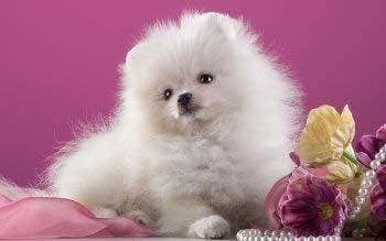 YINYINEE 5D Diamond Painting Kits for Adults Full Drill Dog Flower Pearl Pink Pomeranian Puppy Embroidery Rhinestone Painting