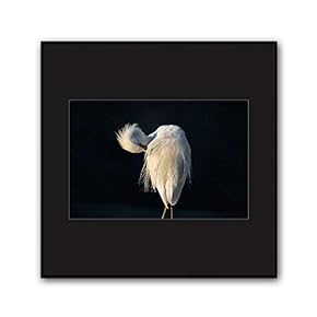 signwin Framed Canvas Wall Art A Bird Standing...
