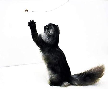 cat dancer toy amazon