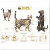 Feline Skeletal System Anatomical Chart, Anatomical Chart Company Staff, 1587796929
