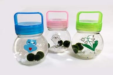 Amazon Co Jp 養殖まりも 瓶入 S まりもを育ててみませんか １個 ホビー